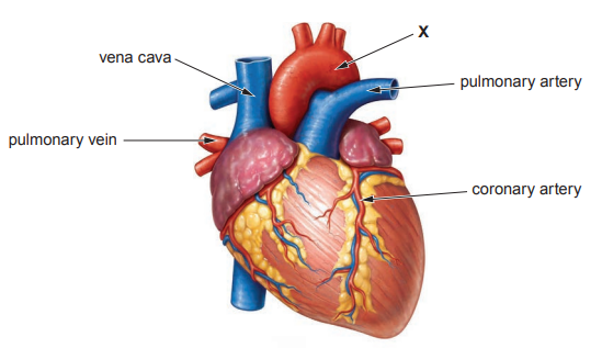 [Figure: A diagram of the human heart with the vena cava, pulmonary vein, coronary artery, pulmonary artery and blood vessel X labelled]