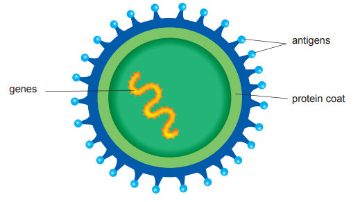 [Figure: Diagram of a pathogen showing labelled structures: genes, antigens, and protein coat]