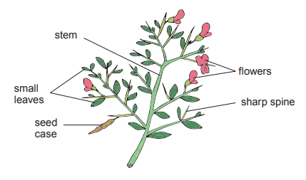 [Figure: Diagram of a camelthorn plant labelled with stem, small leaves, seed case, flowers, and sharp spine]