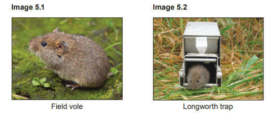 [Figure: photograph of a field vole]