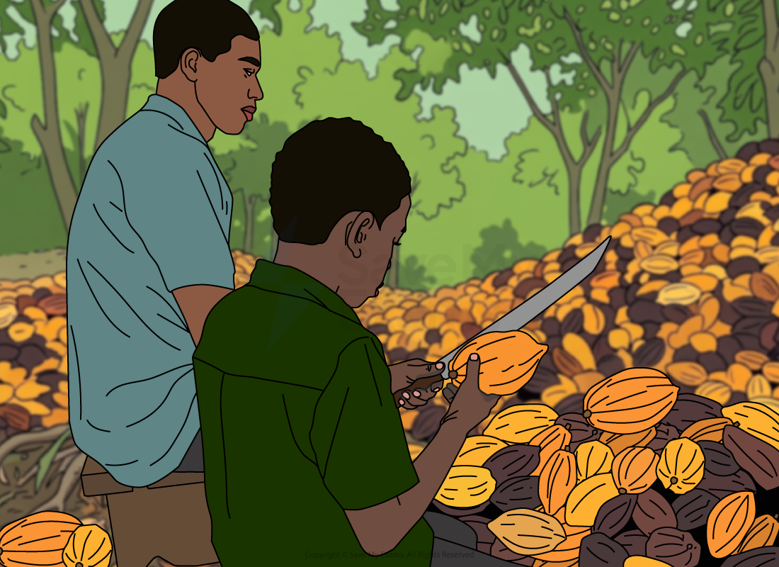 Boy in worn blue shirt holding a long knife, seated by a man amid a large pile of cocoa pods on a farm in a lush tropical forest