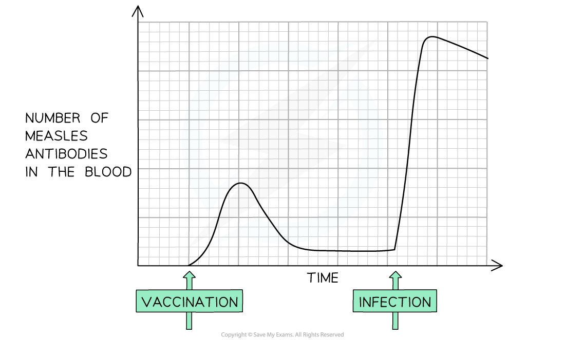 Graph showing measles antibody levels over time: small rise after vaccination, then low, followed by a rapid, higher increase after later infection.