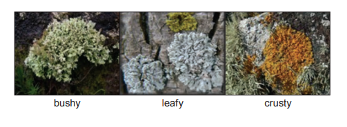 [Figure: Photograph of three types of lichen — bushy, leafy and crusty]