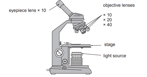 [Figure: Diagram of a light microscope showing the eyepiece lens (×10), three objective lenses (×10, ×20, ×40), stage and light source]