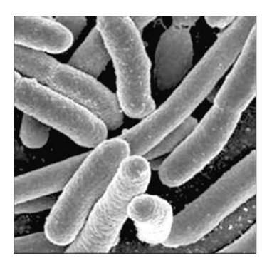 [Figure: Micrograph photograph of E. coli bacteria]