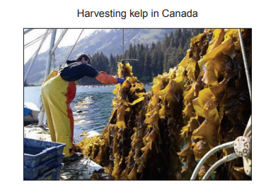 [Figure: Photo of people harvesting kelp from the shore in Canada]