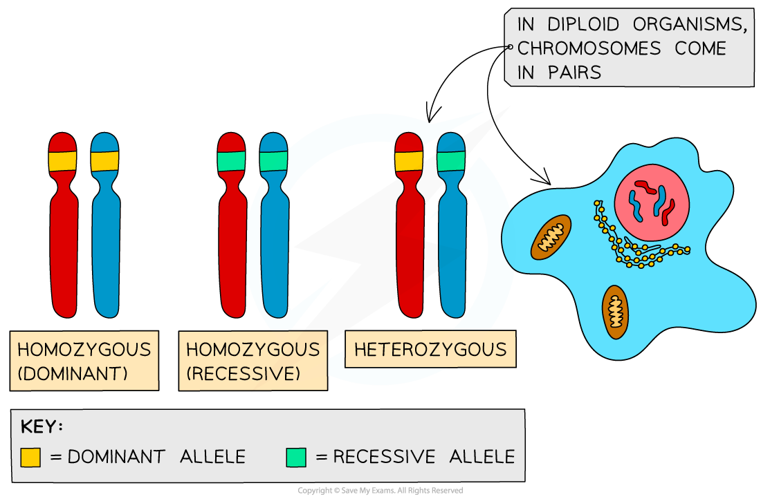 Diagram showing how allele combinations are represented on homologous chromosome pairs in diploid organisms. Text states, “In diploid organisms, chromosomes come in pairs.” Three chromosome pairs are labelled “Homozygous (dominant)”, “Homozygous (recessive)” and “Heterozygous”. The key shows yellow as the dominant allele and green as the recessive allele. Homozygous dominant has two dominant alleles, homozygous recessive has two recessive alleles, and heterozygous has one dominant and one recessive allele.