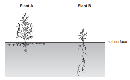 [Figure: Diagram comparing root growth of Plant A and Plant B below the soil surface after seven days. Plant A has wider, more shallow, spread-out roots; Plant B has narrower, deeper, longer roots extending further down]