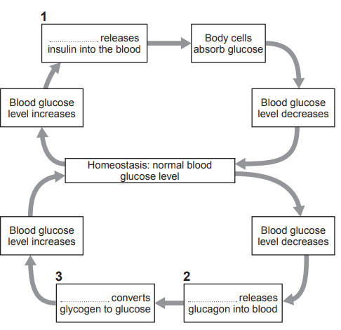 [Figure: Image 3.1 — a flow diagram showing homeostasis of normal blood glucose level at the centre. On one side: blood glucose level increases → box 1 releases insulin into the blood → body cells absorb glucose → blood glucose level decreases → back to homeostasis. On the other side: blood glucose level decreases → box 2 releases glucagon into the blood → box 3 converts glycogen to glucose → blood glucose level increases → back to homeostasis]