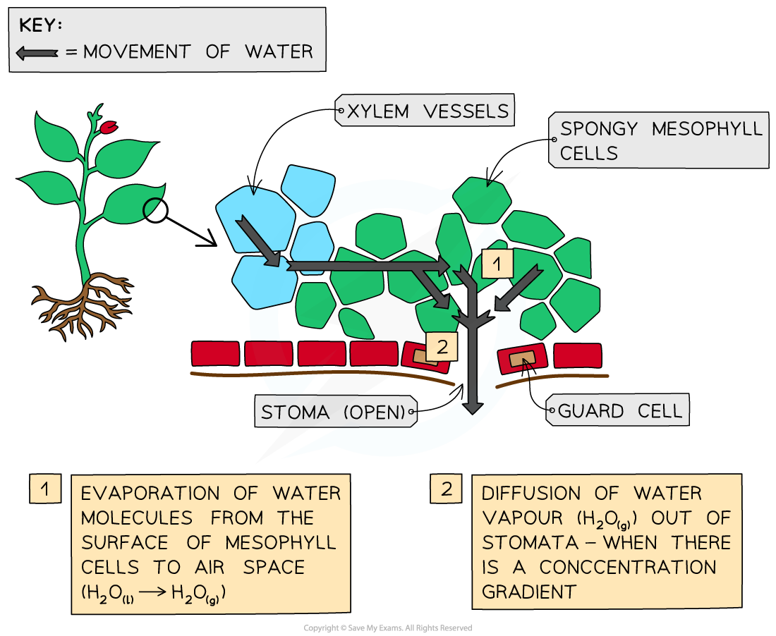 Diagram of a leaf showing xylem vessels, spongy mesophyll, guard cells and an open stoma, with arrows illustrating diffusion of water vapour through the leaf cells and evaporation into the air spaces and out of the stoma.

1. Evaporation
* Evaporation of water molecules from the surface of mesophyll cells to air space
* H₂O₍ₗ₎ → H₂O₍g₎

2. Diffusion
* Diffusion of water vapour (H₂O₍g₎) out of stomata – when there is a concentration gradient