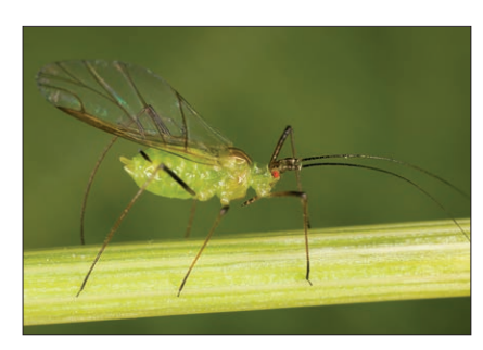 [Figure: Photograph of an aphid on a plant stem]