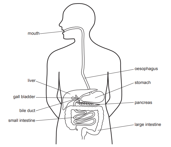 [Figure: Image 5.1 — a diagram of the human digestive system with the mouth, oesophagus, liver, gall bladder, bile duct, stomach, pancreas, small intestine and large intestine labelled]