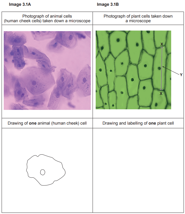 Worksheet comparing animal and plant cells: cheek cells in pink stain, rectangular green plant cells with labels X (cell wall) and Y (cell length), plus blank diagrams
