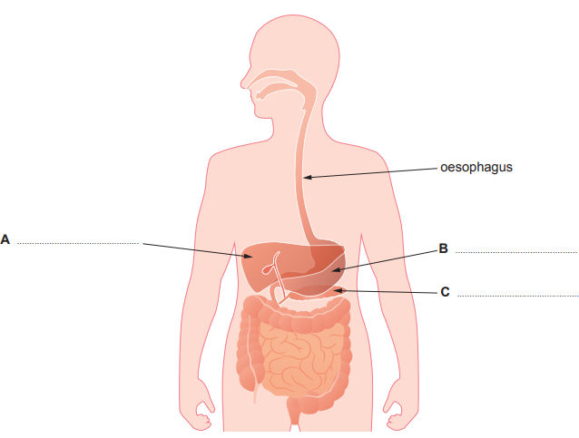 [Figure: diagram of part of the digestive system, showing the oesophagus and unlabelled structures A, B, and C]