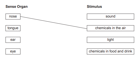 [Figure: Original layout shows the sense organs (nose, tongue, ear, eye) and stimuli (sound, chemicals in the air, light, chemicals in food and drink) as two columns joined by straight lines, with ear–sound already joined as the example]
