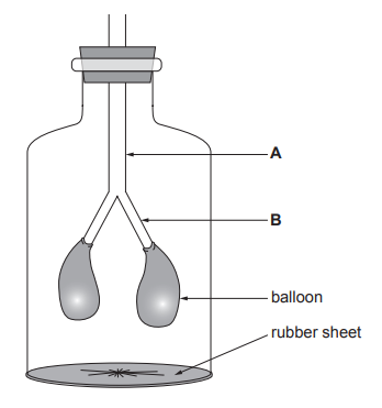 [Figure: diagram of a bell jar model demonstrating inspiration - a bell jar containing two balloons labelled A and B, with a rubber sheet stretched across the base of the jar]