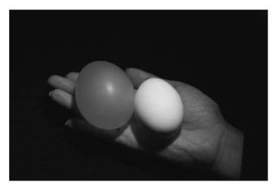 [Figure: Photograph comparing a complete hen's egg (with shell, on the right) to a 'naked egg' (shell dissolved, appearing swollen/enlarged, on the left)]