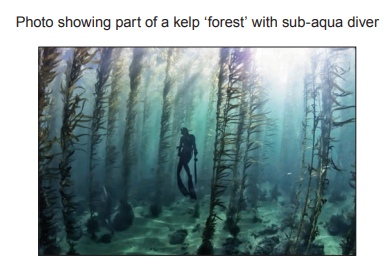 [Figure: Photo showing part of a kelp 'forest' with a sub-aqua diver swimming among tall kelp fronds]