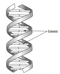 ![[Figure: Image 3.2 — a section of a DNA molecule showing the twisted double-strand structure with paired bases connecting the two strands]](https://cdn.savemyexams.com/uploads/2026/08/58176-3-2.png){width=239 height=298}