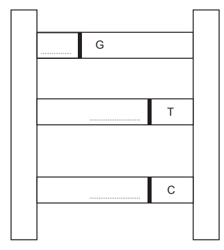 Diagram of a DNA ladder with three base pairs; right bases labelled G, T and C, and blank boxes on the left for their complementary bases.
