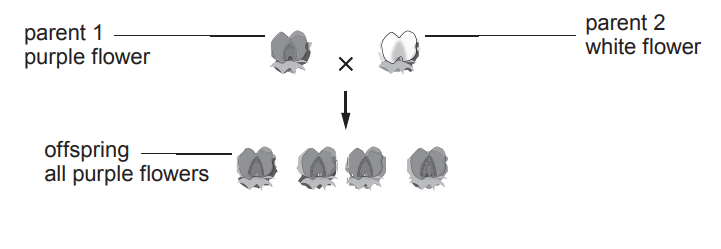 [Figure: Diagram showing parent 1 (purple flower) crossed with parent 2 (white flower), producing offspring that all have purple flowers]