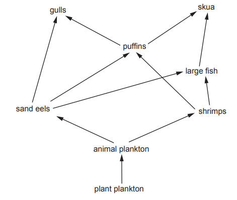 [Figure: Image 3.1 — a marine food web diagram showing plant plankton, animal plankton, sand eels, shrimps, large fish, puffins, skua and gulls with arrows showing feeding relationships]