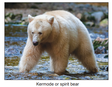 [Figure: photograph of a Kermode or spirit bear, which has white or cream coloured fur]