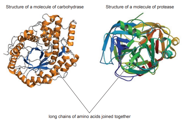 [Figure: Two diagrams comparing enzyme molecule structures — Structure of a molecule of carbohydrase and Structure of a molecule of protease, each showing long chains of amino acids joined together, folded into a distinct 3D shape]