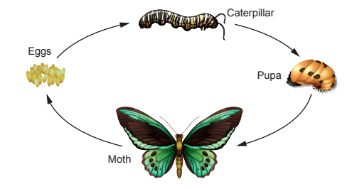 [Figure: diagram of the simplified life cycle of a moth, showing four stages in sequence: Eggs, Caterpillar, Pupa, Moth]