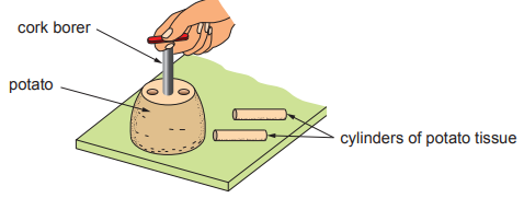 Diagram of a hand using a cork borer to cut cylindrical pieces of potato tissue from a potato on a board, with each part clearly labelled