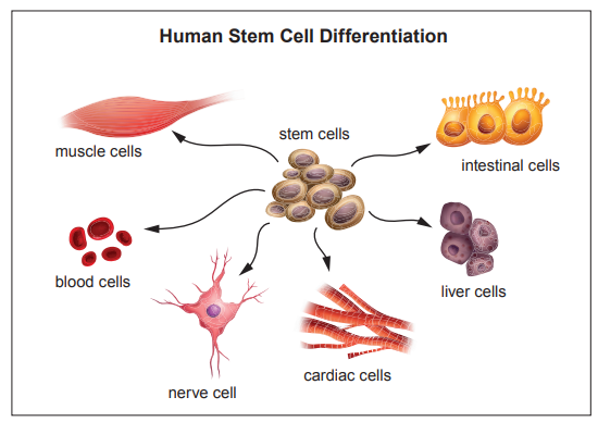 [Figure: Poster titled 'Human Stem Cell Differentiation' showing stem cells differentiating into intestinal cells, liver cells, cardiac cells, nerve cells, blood cells, and muscle cells]