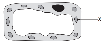 [Figure: Image 1.1 — an incomplete diagram of a plant leaf cell, showing labelled structure X (chloroplast) but missing the cell wall]