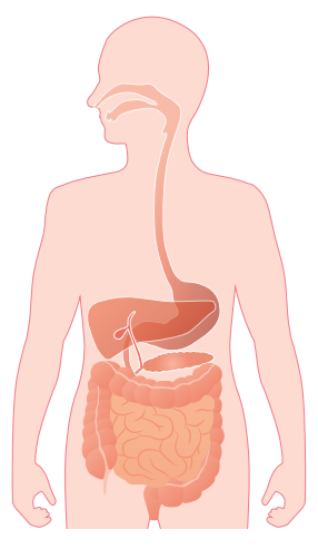 Diagram of a human torso showing the digestive system, including oesophagus, stomach, liver, gallbladder, pancreas, small intestine and large intestine