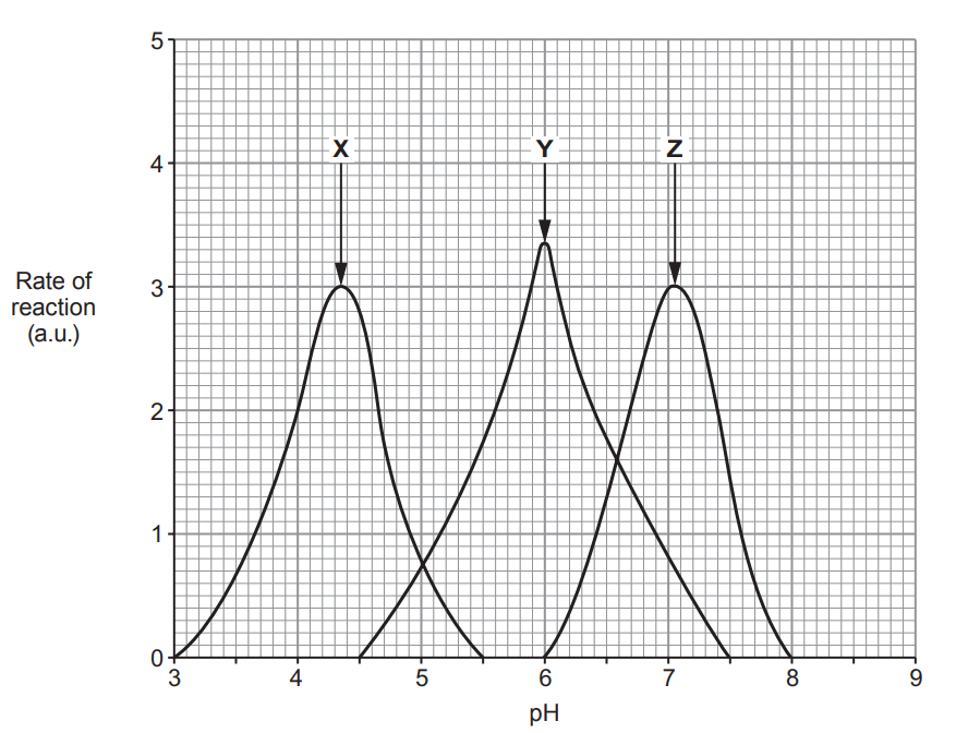 [Figure: Line graph showing rate of reaction (a.u.) on the y-axis against pH (0-9) on the x-axis, with three curves labelled X, Y and Z. Enzyme X peaks in the acidic range (around pH 2), enzyme Y peaks around neutral pH, and enzyme Z peaks in the alkaline range]