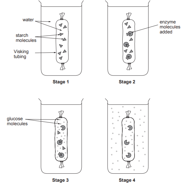 [Figure: Image 5.3 — four stages of a Visking tubing model. Stage 1: Visking tubing containing starch molecules is placed in a beaker of water. Stage 2: enzyme molecules are added to the Visking tubing. Stage 3: starch molecules inside the tubing are broken down into glucose molecules. Stage 4: glucose molecules appear in the water outside the Visking tubing]