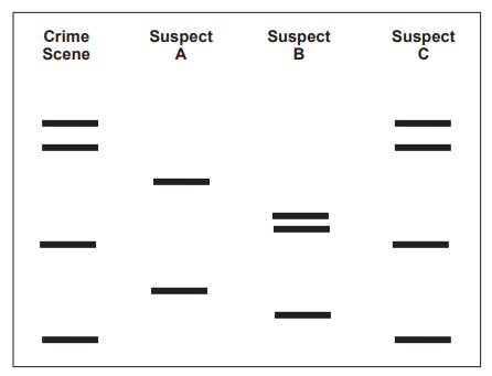Diagram of DNA band patterns for crime scene and three suspects, showing horizontal bars in columns to compare and identify a matching suspect pattern