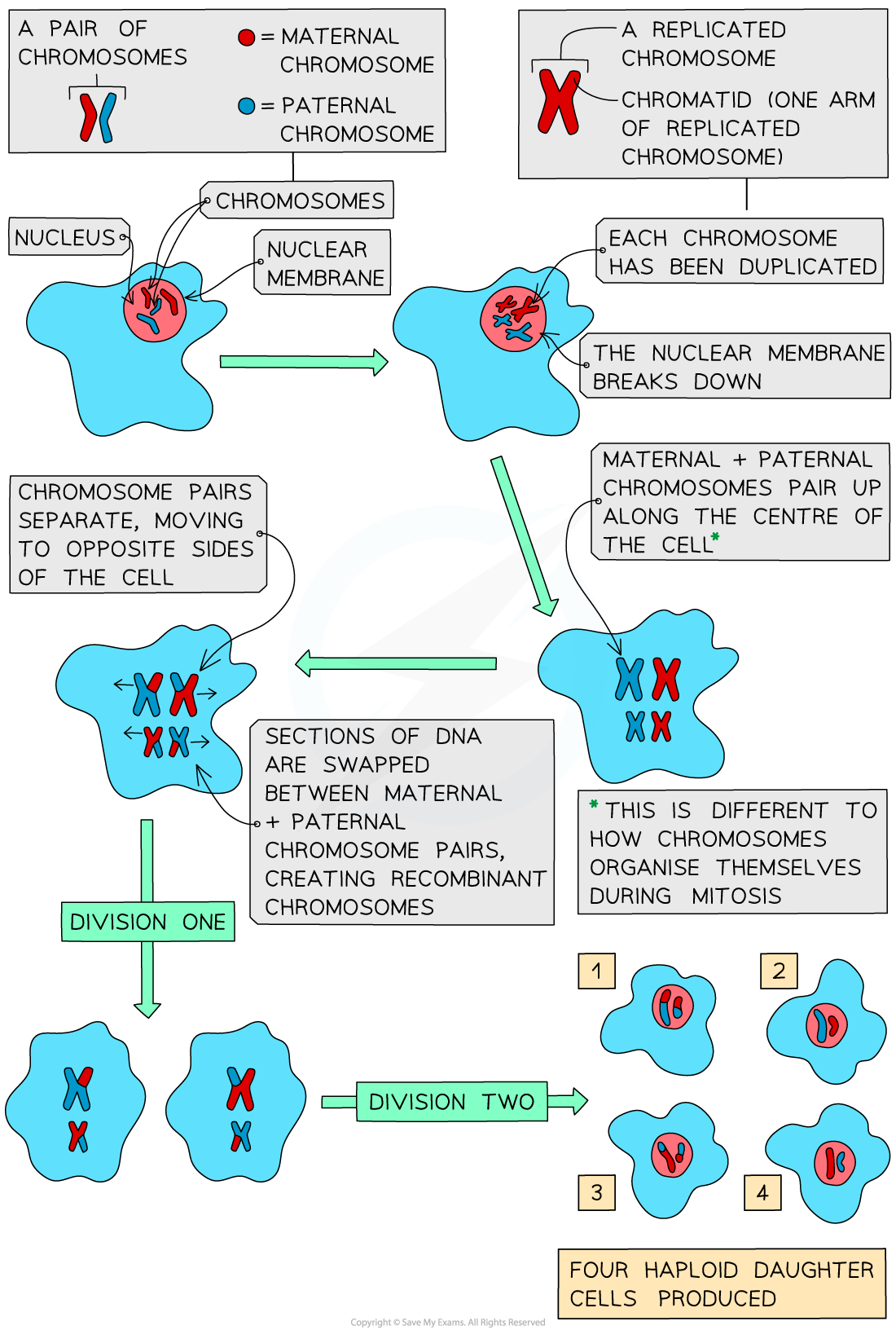 Diagram showing meiosis in a diploid cell containing maternal and paternal pairs of chromosomes.
Before meiosis, each chromosome is duplicated to form a replicated chromosome consisting of two chromatids, and the nuclear membrane breaks down. Maternal and paternal homologous chromosomes pair up along the centre of the cell (which is different to how chromosomes organise themselves during mitosis). Sections of DNA are exchanged between homologous chromosome pairs by crossing over, producing recombinant chromosomes.
During the first meiotic division, the homologous chromosome pairs separate and move to opposite sides of the cell, producing two cells with half the original number of chromosomes.
During the second division, the chromatids separate. This produces four genetically different haploid daughter cells, each containing one chromosome from each homologous pair.