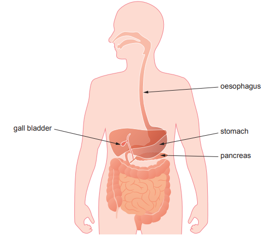 [Figure: diagram of the digestive system with structures labelled oesophagus, stomach, pancreas, and gall bladder]