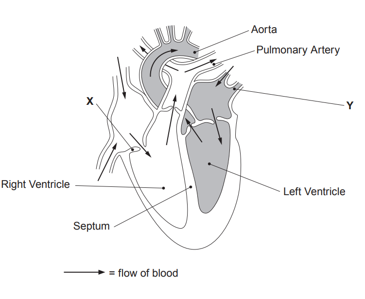 [Figure: Diagram of a section through the human heart, showing the aorta, pulmonary artery, right ventricle, left ventricle, septum, and two unlabelled structures X and Y, with arrows showing the flow of blood]