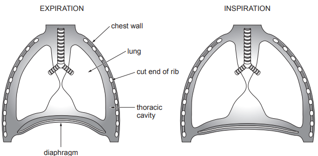 [Figure: Front view diagrams of the thorax showing expiration and inspiration. Labels include chest wall, lung, cut end of rib, thoracic cavity, and diaphragm. In expiration the diaphragm is domed upward and the chest wall is relaxed; in inspiration the diaphragm is flattened and the chest wall/ribs move outward]