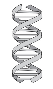 [Figure: Diagram of the DNA double helix structure, showing two strands of alternating sugar and phosphate molecules connected by paired bases, twisted into a double helix]