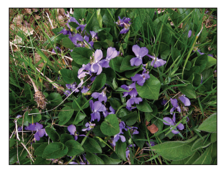[Figure: photograph of a violet plant (Viola riviniana) growing among other vegetation]