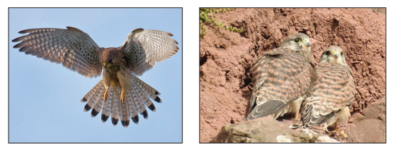 [Figure: Two photographs, one of a kestrel in flight and one of a kestrel nesting