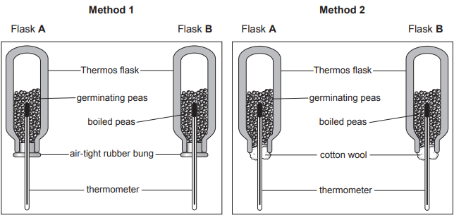 [Figure: diagram comparing two experimental methods for investigating energy release in germinating peas using thermos flasks - Method 1 shows Flask A (germinating peas) and Flask B (boiled peas) each sealed with an air-tight rubber bung and thermometer; Method 2 shows the same setup but sealed with cotton wool instead of an air-tight bung]