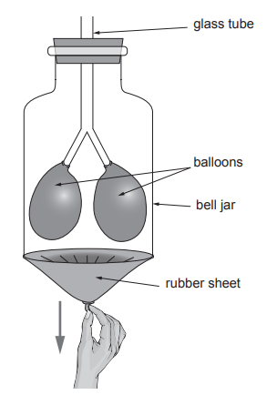 [Figure: Image 2.1 — a bell jar model of breathing, showing a bell jar with two balloons attached to glass tubes and a rubber sheet stretched across the base]