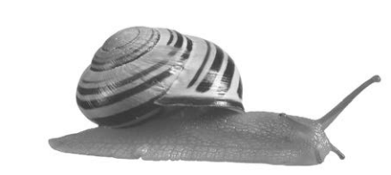 [Figure: Photograph of a banded snail, Cepaea nemoralis]