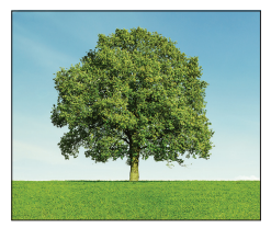Lone green tree with a full leafy crown standing in a bright grassy field under a clear blue sky.