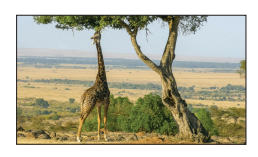 [Figure: photograph of a giraffe reaching up to feed on leaves high in a tree]