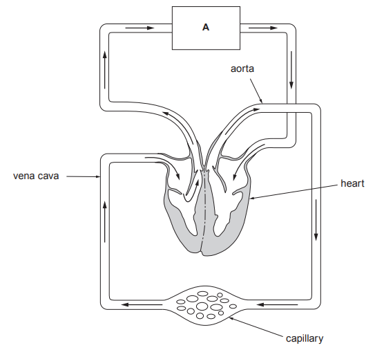 Diagram of human double circulatory system showing heart, aorta, vena cava, capillary network and arrows indicating blood flow through organ A.