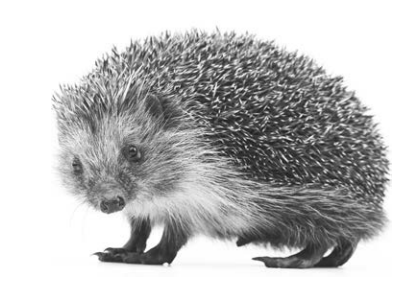[Figure: Photograph of a hedgehog (Erinaceus europaeus)]